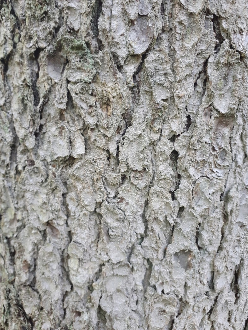 Old Wood Rimmed Lichen