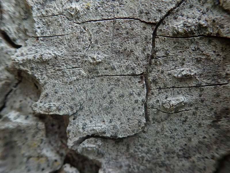 Old Wood Rimmed Lichen photo 2