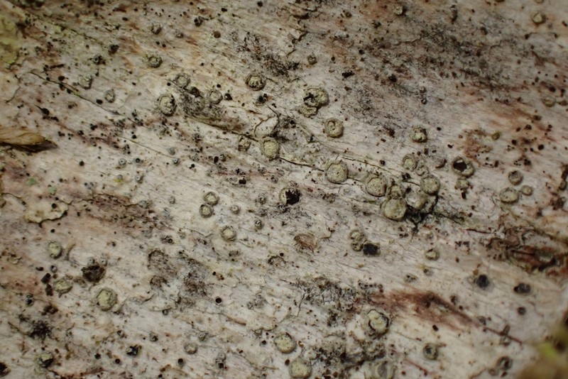 Old Wood Rimmed Lichen photo 3