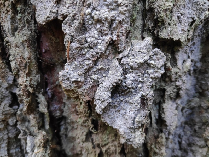 Old Wood Rimmed Lichen photo 4