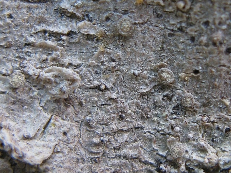 Old Wood Rimmed Lichen photo 5