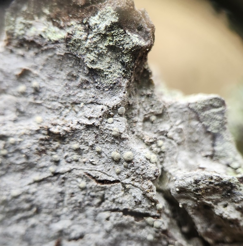 Old Wood Rimmed Lichen photo 6