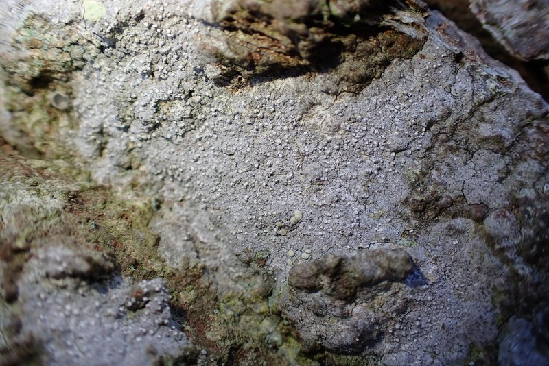 Old Wood Rimmed Lichen photo 7