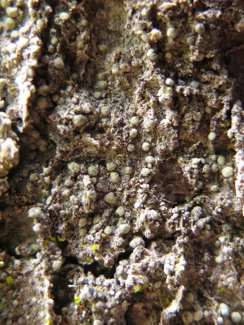 Old Wood Rimmed Lichen photo 8