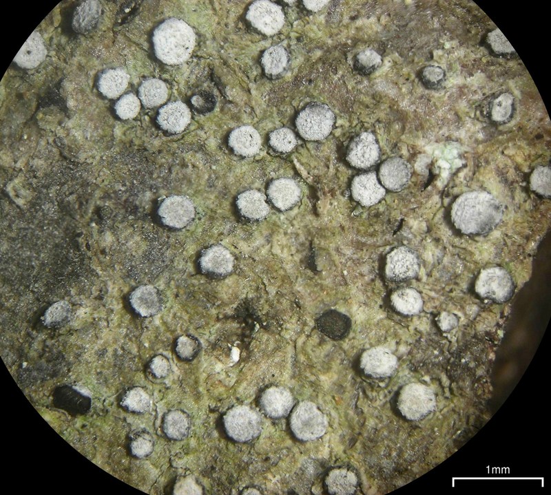 Old Wood Rimmed Lichen