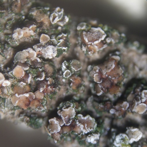Lecania Lichen