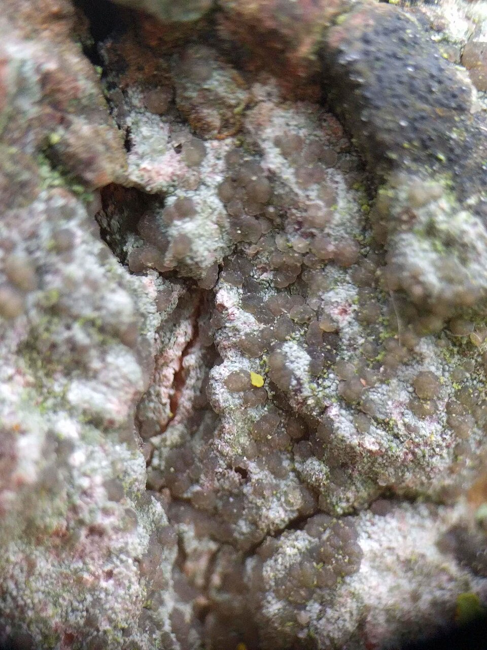 Lecania Lichen photo 2