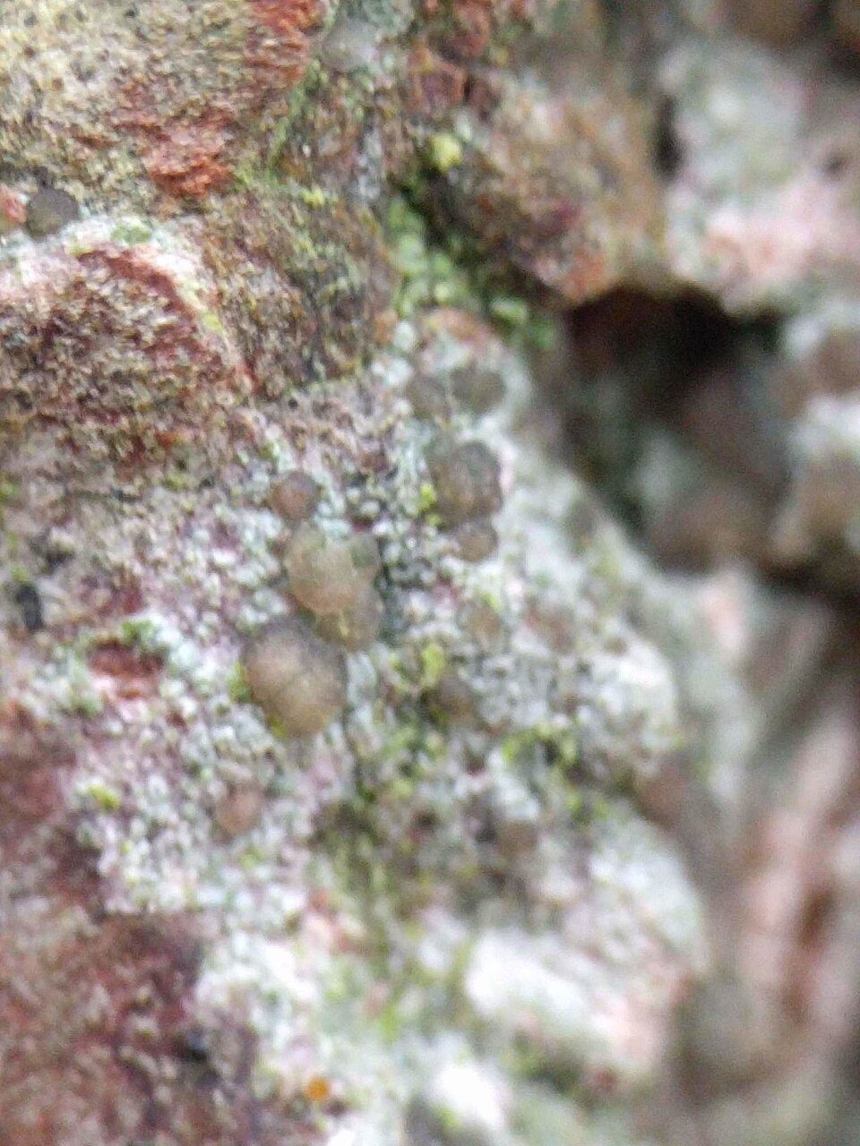 Lecania Lichen photo 3
