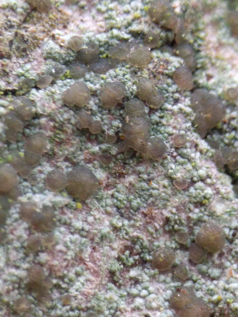 Lecania Lichen photo 4