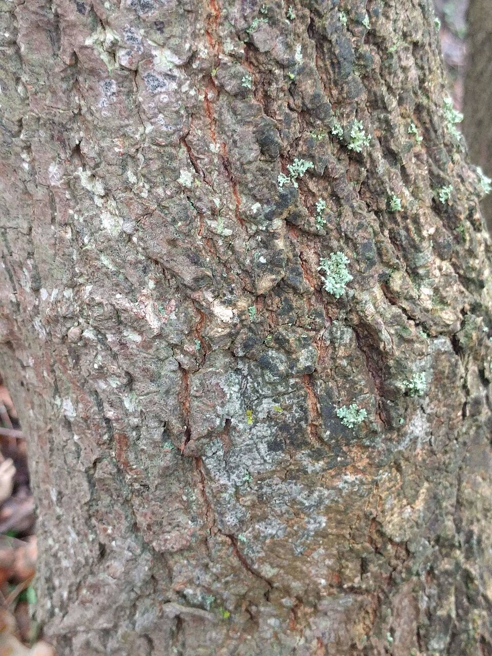 Lecania Lichen photo 5