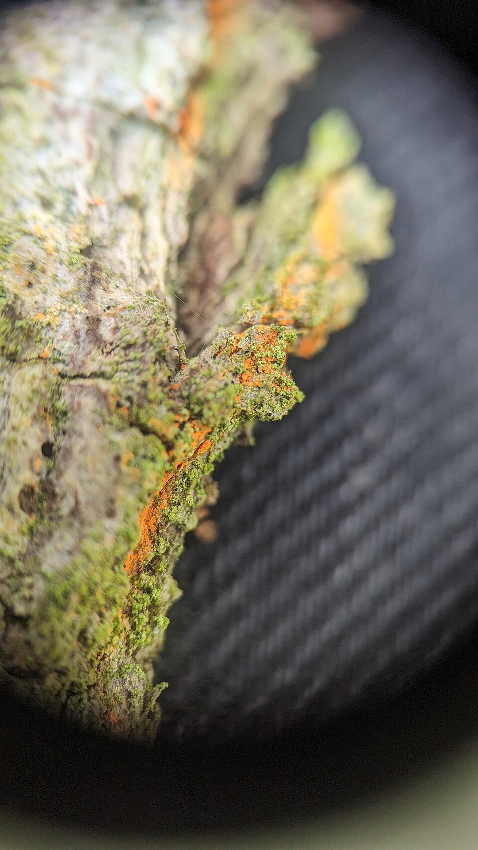 Lecania Lichen photo 6