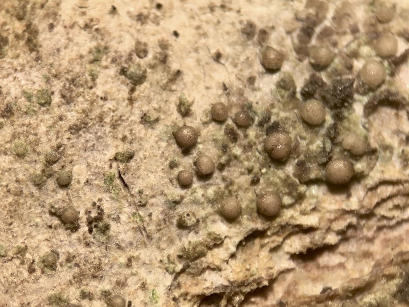 Lecania Lichen