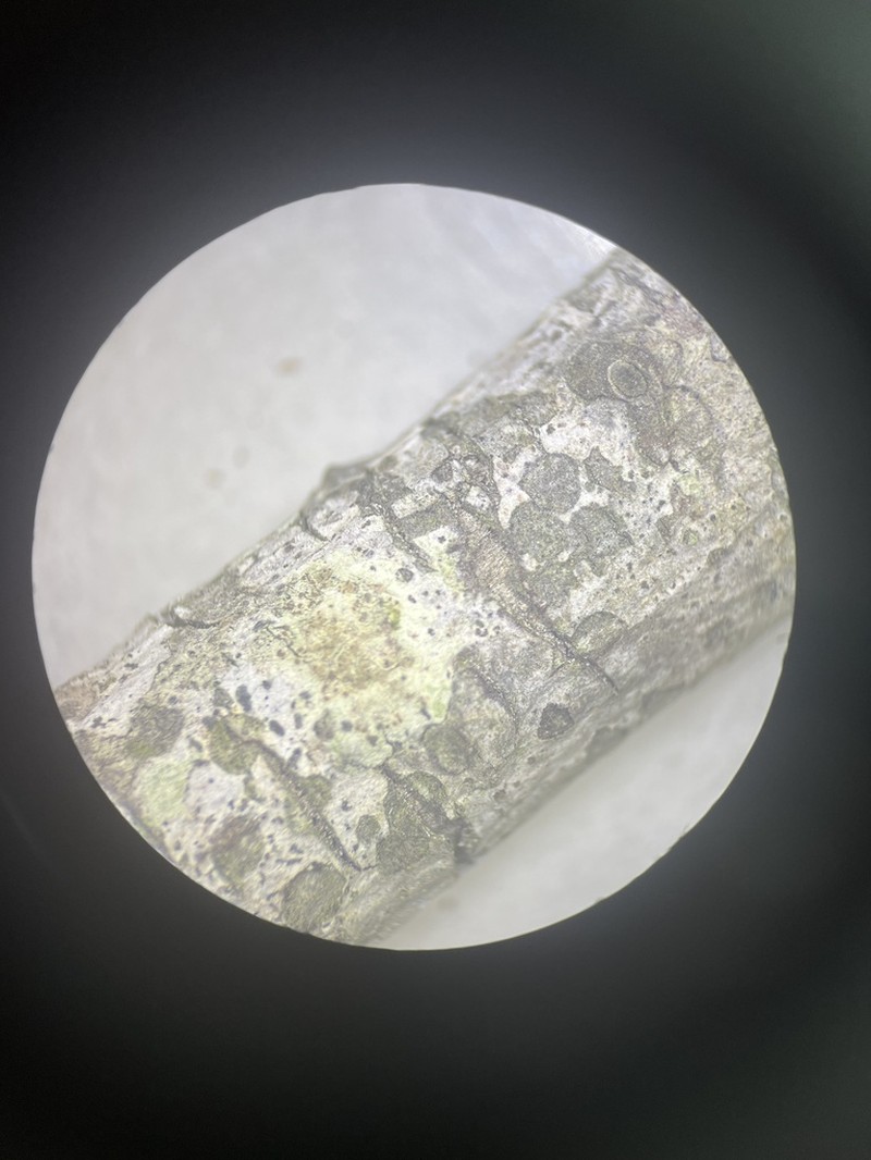 Lecania Lichen photo 2