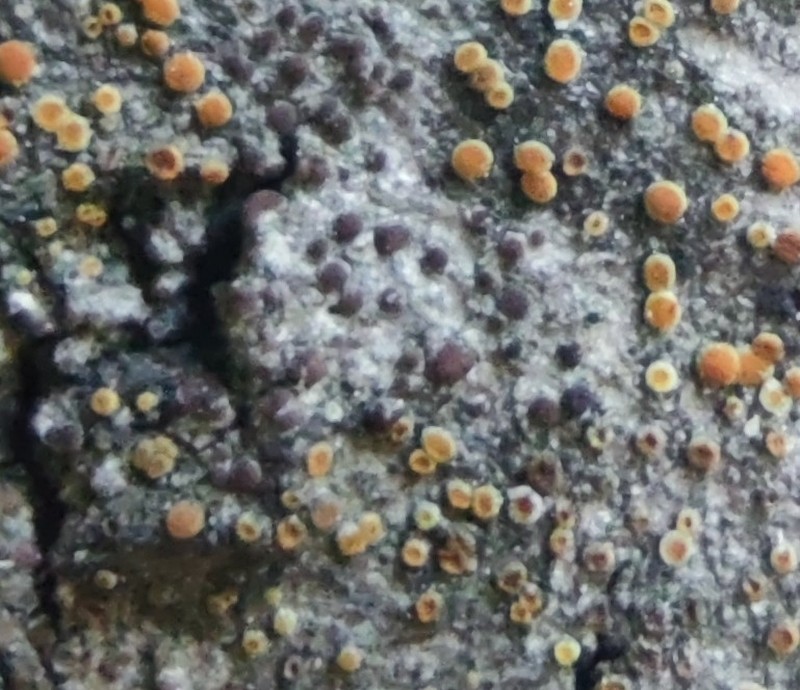 Lecania Lichen photo 3