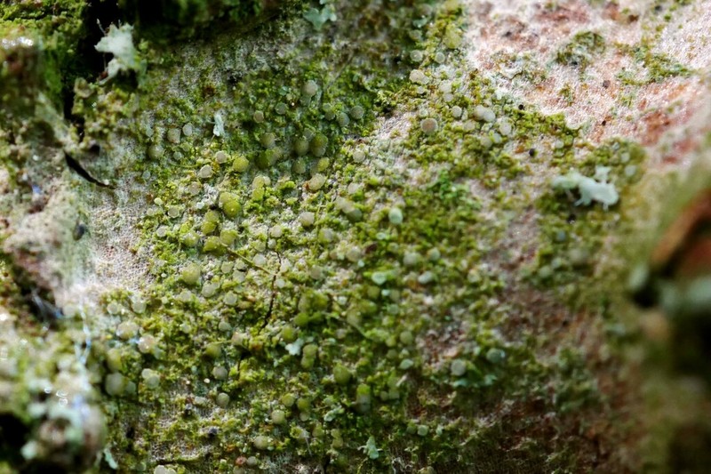 Lecania Lichen photo 4