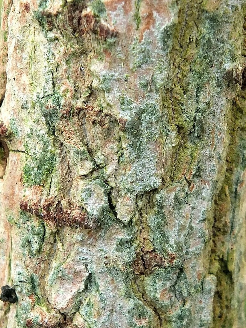 Lecania Lichen photo 5