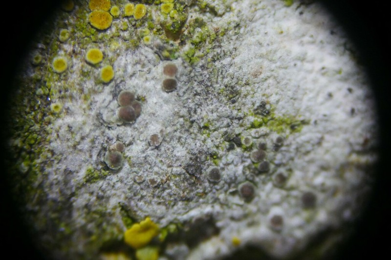 Lecania Lichen photo 6