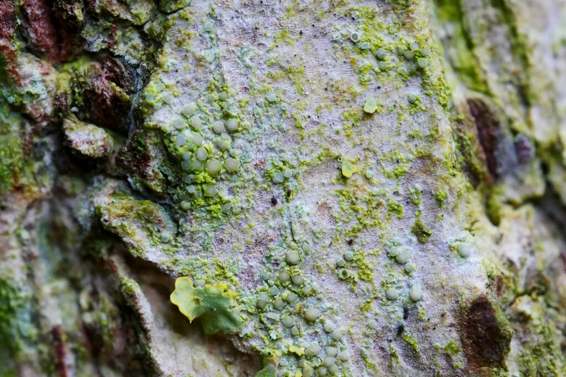 Lecania Lichen photo 7