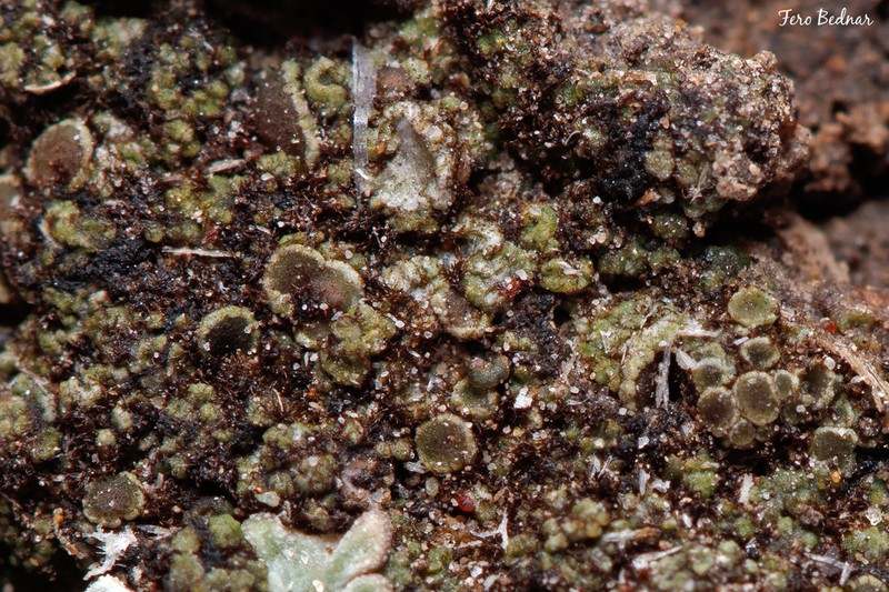 Lecania Lichen photo 8