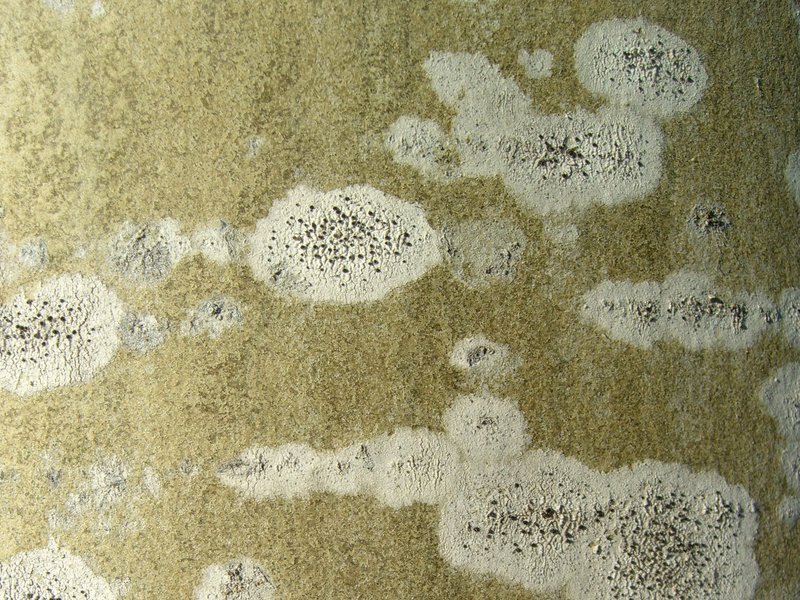 Lecania Lichen