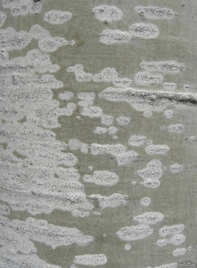 Lecania Lichen