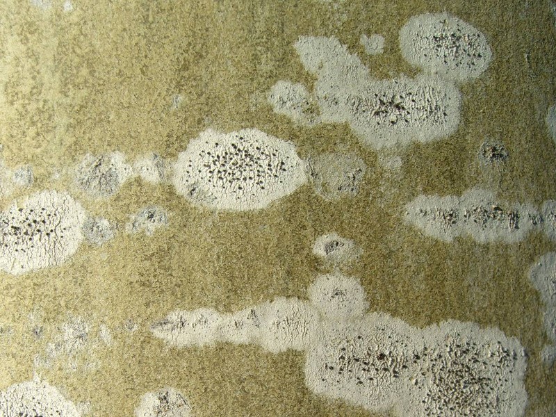 Lecania Lichen photo 2