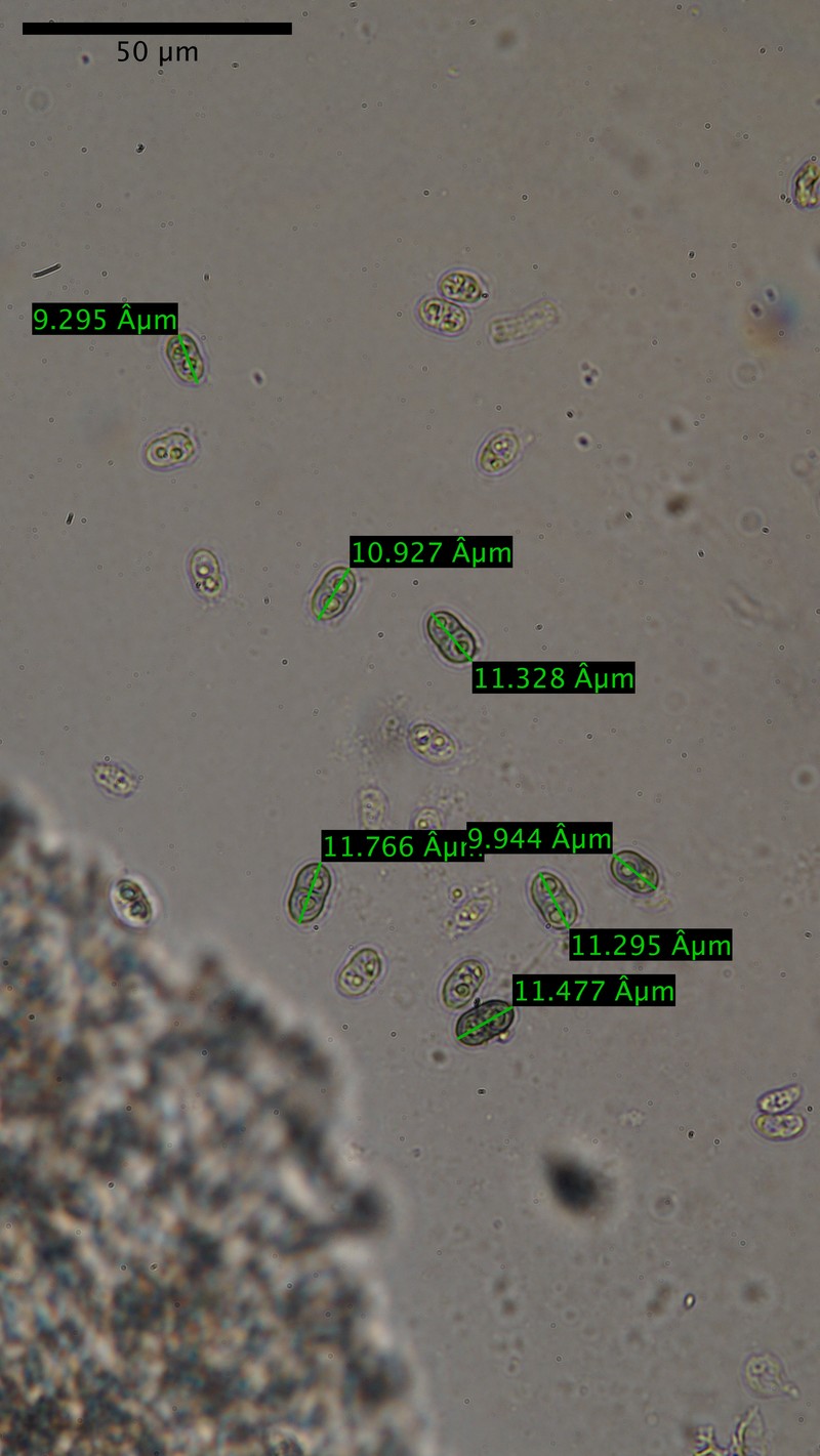 Lecania Lichen photo 3
