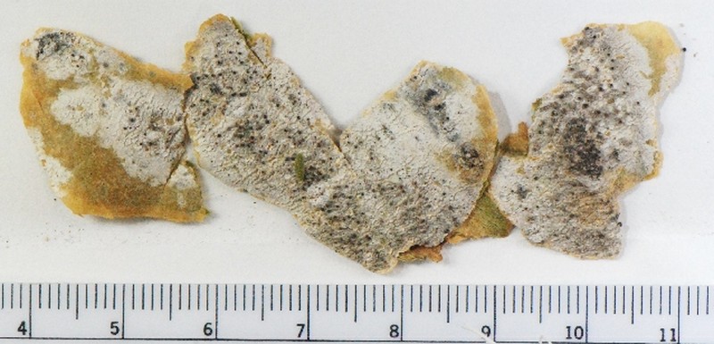 Lecania Lichen photo 4