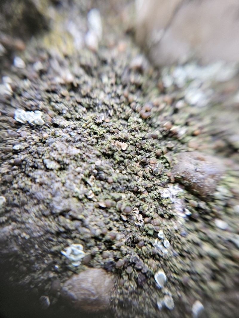 Lecania Lichen