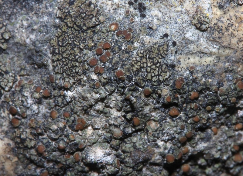 Lecania Lichen photo 2