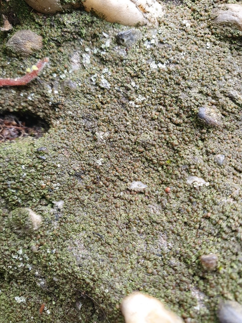 Lecania Lichen photo 3