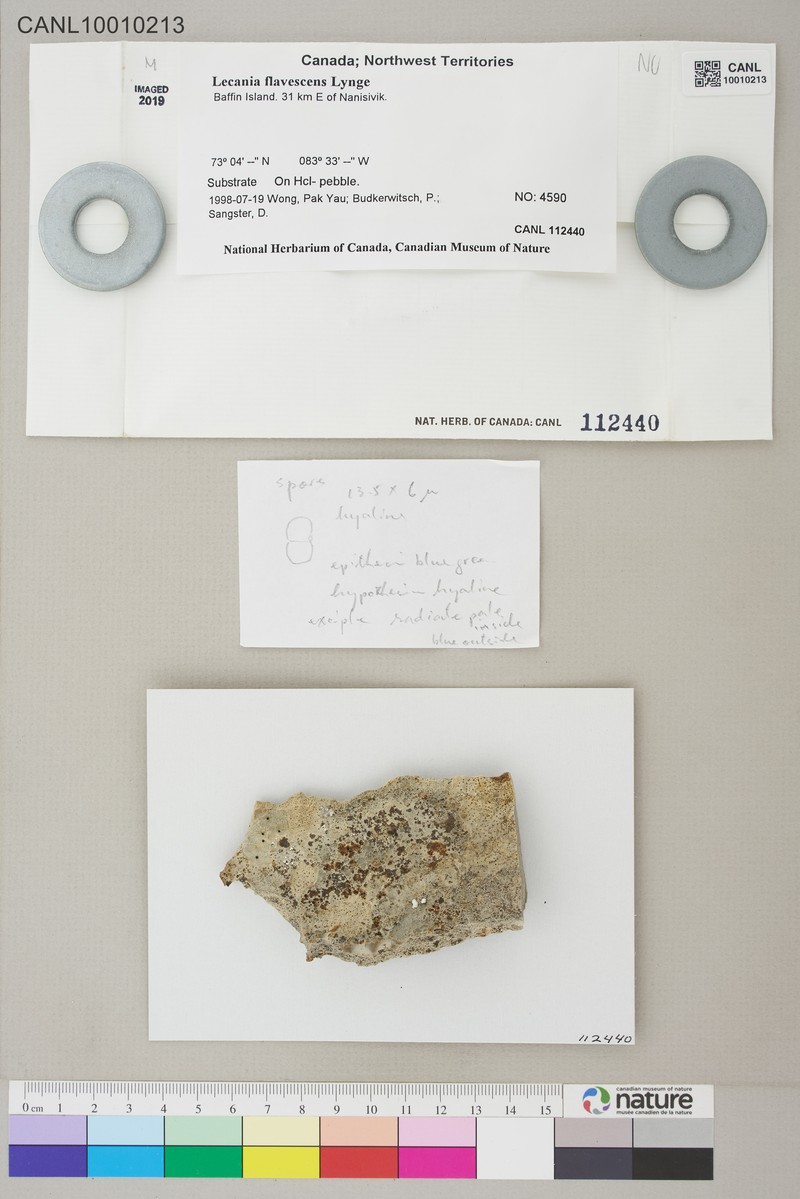 Lecania flavescens