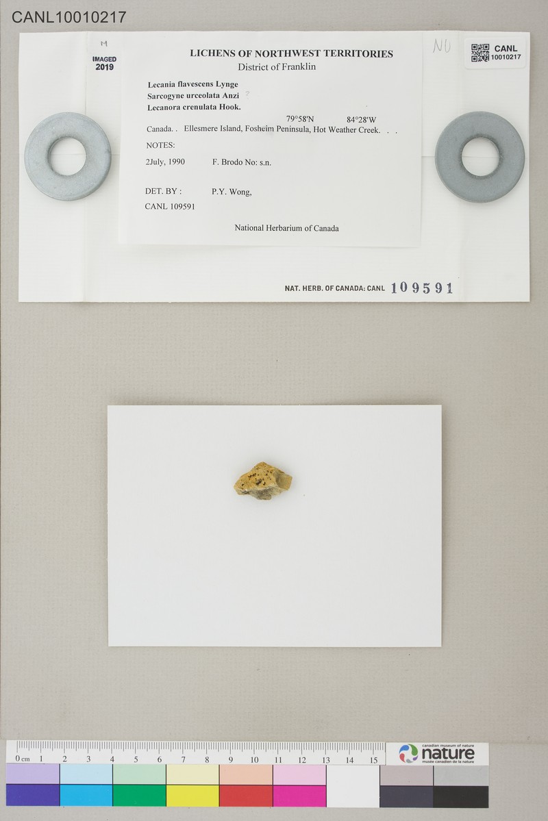Lecania flavescens photo 2