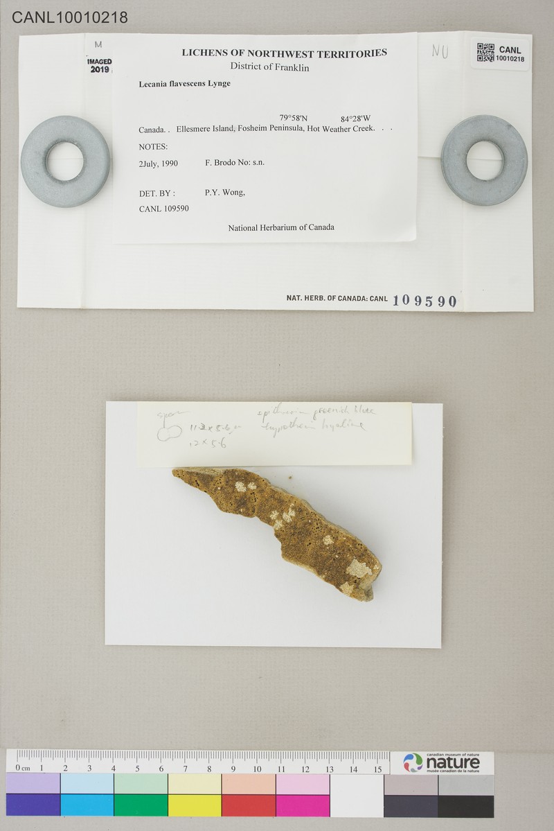 Lecania flavescens photo 3
