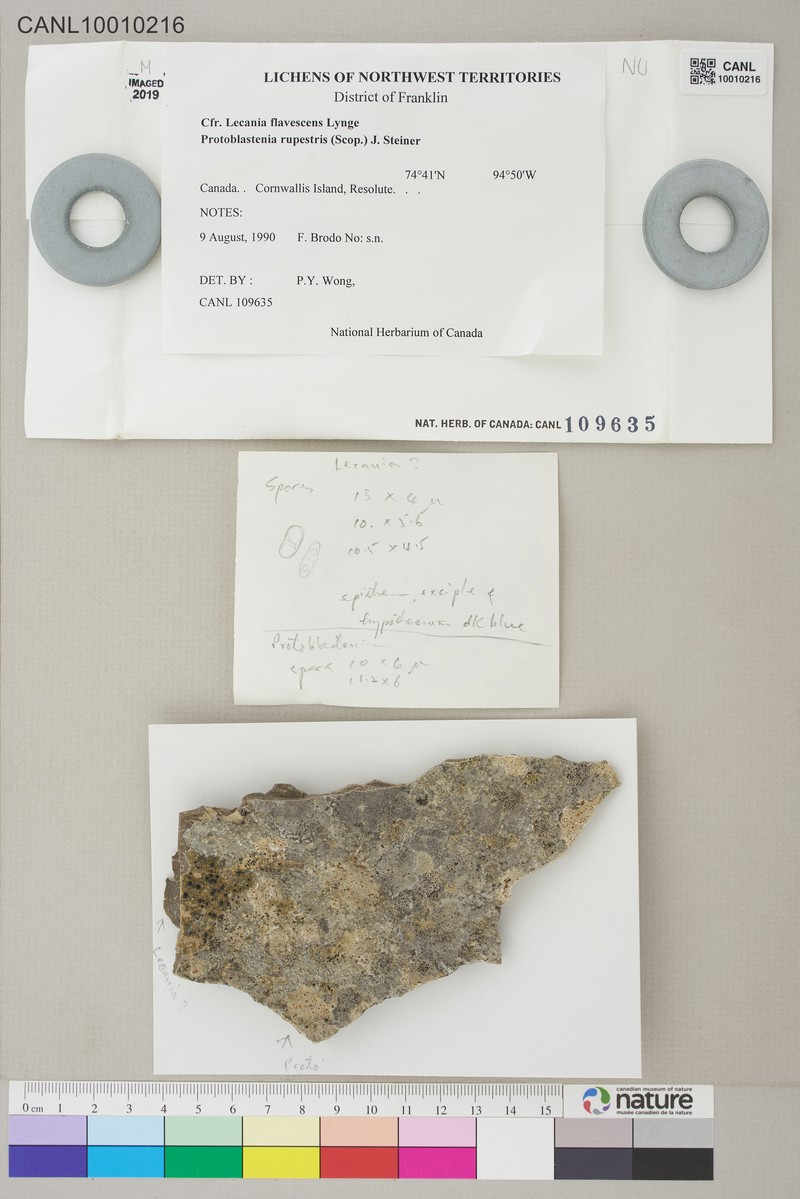 Lecania flavescens photo 4