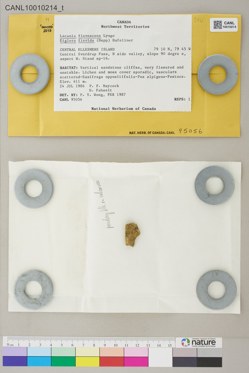 Lecania flavescens photo 5