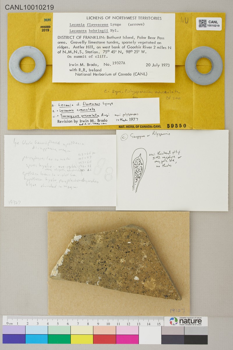 Lecania flavescens photo 6