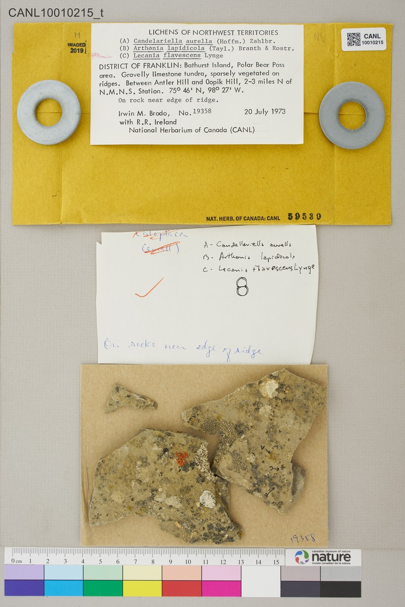 Lecania flavescens photo 7