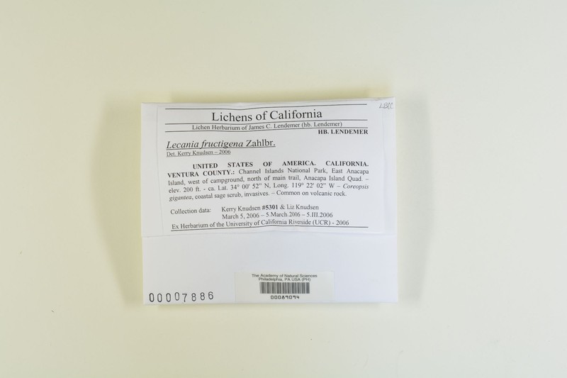 Lecania Lichen photo 2