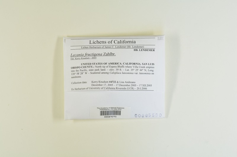 Lecania Lichen photo 4
