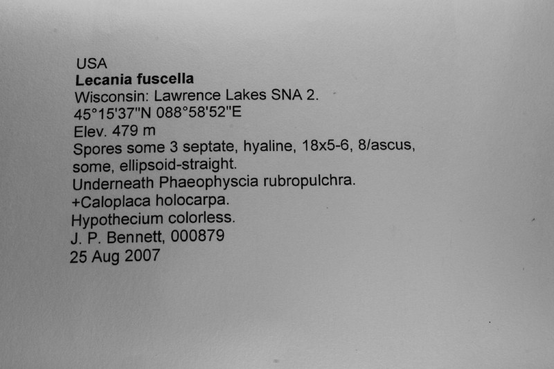 Lecania Lichen