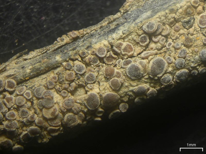 Lecania Lichen photo 2