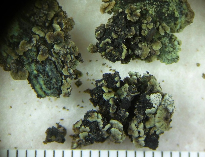 Hasse's Lecania Lichen