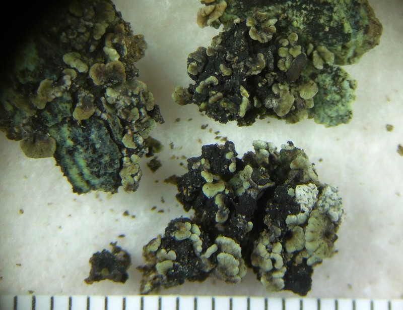 Hasse's Lecania Lichen photo 2