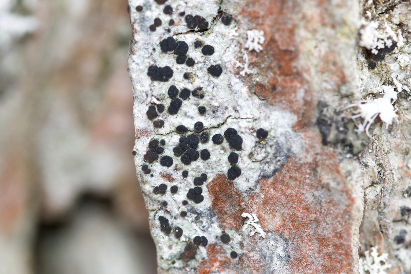 Lecania naegelii