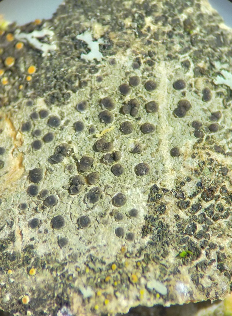 Lecania naegelii photo 2
