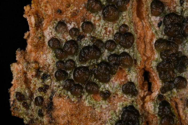 Lecania naegelii photo 3