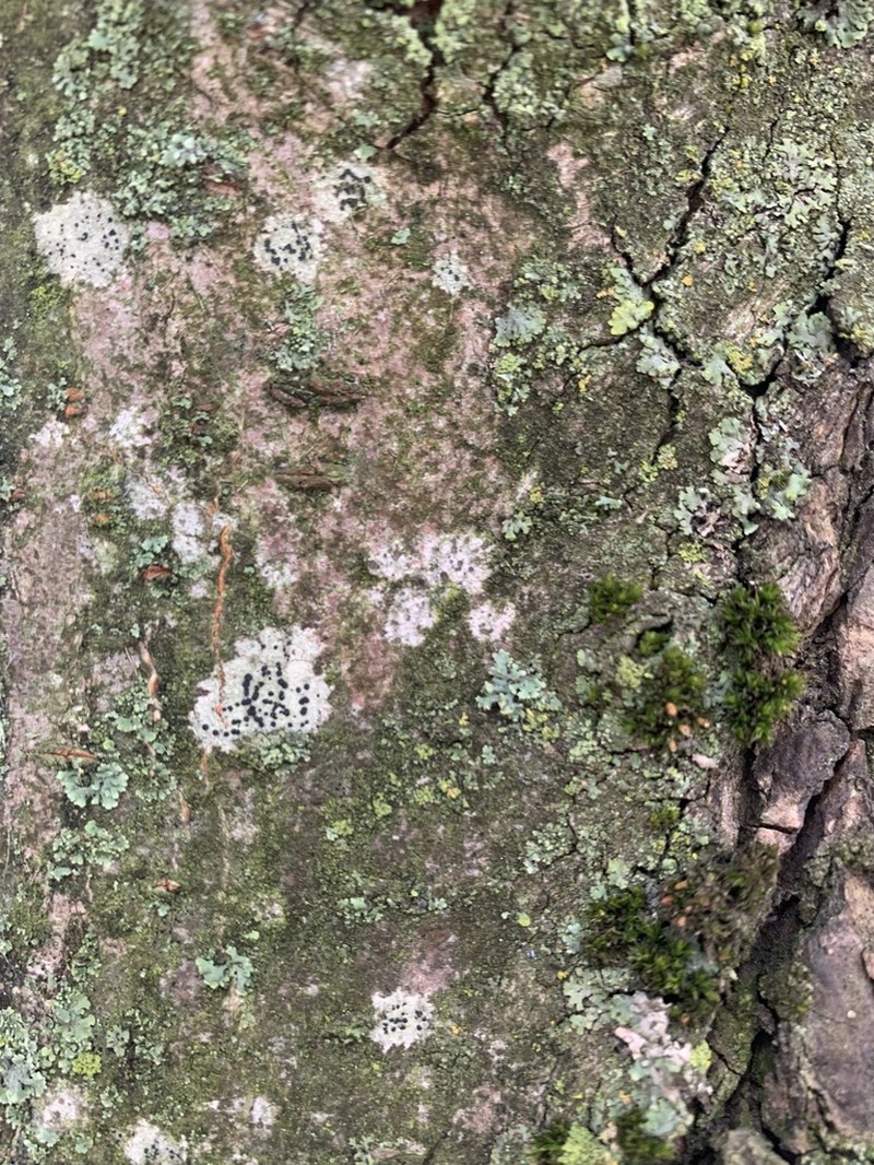 Lecania naegelii photo 4