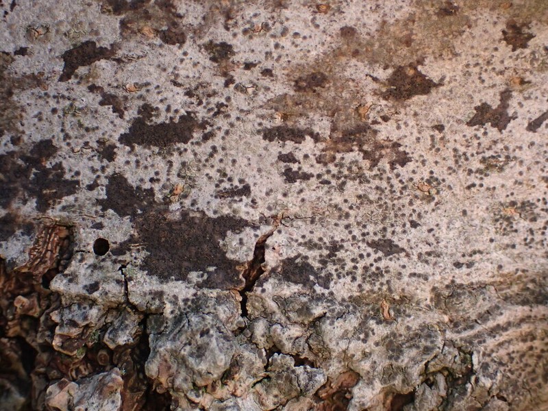 Lecania naegelii photo 5