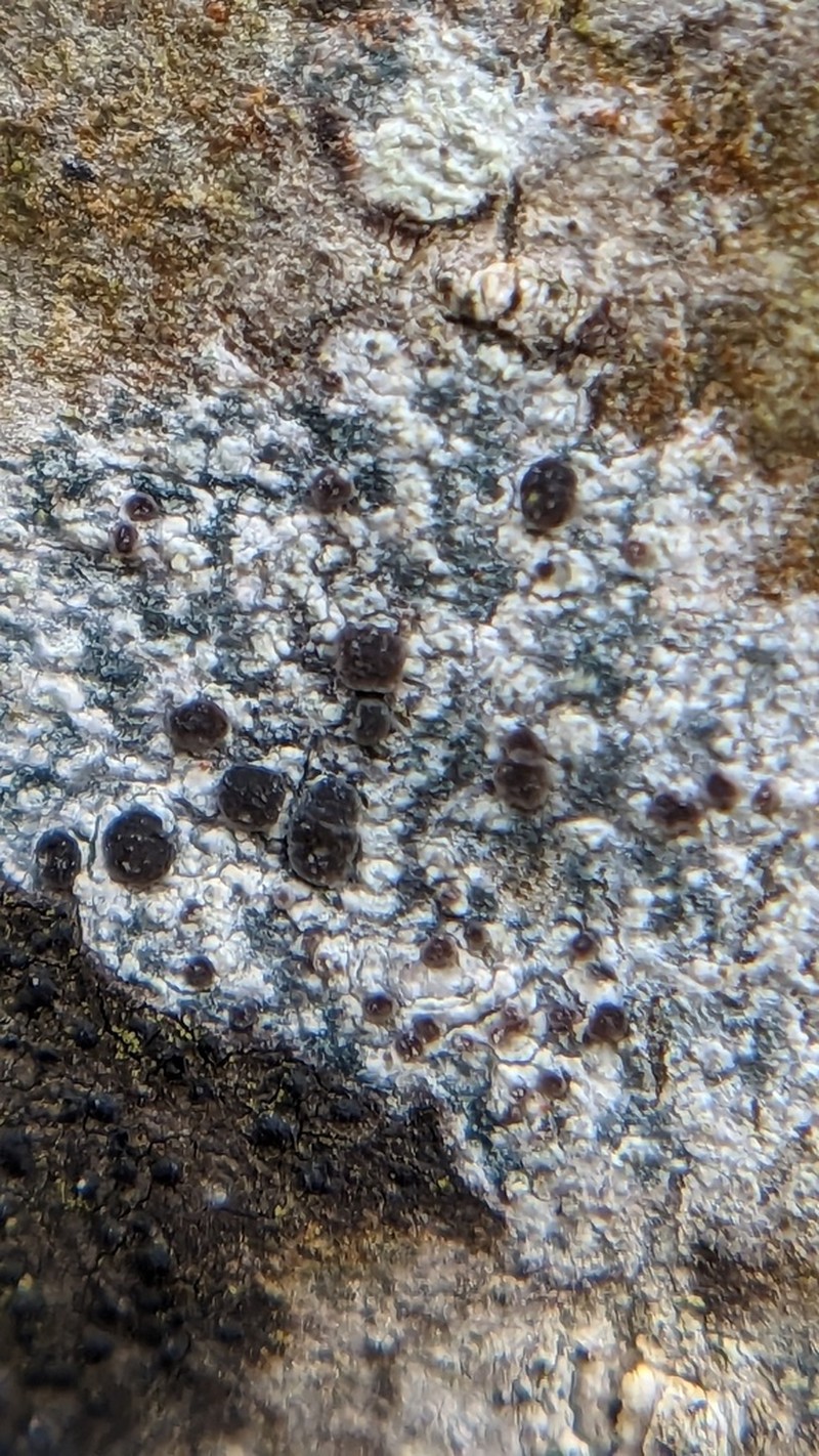 Lecania naegelii photo 6
